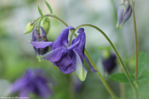 Blue aquilegia columbine-5690