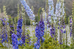 Blue delphiniums Entiat lake-5951