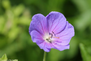 Blue hardy geranium-5687