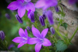 Blue violet campanula against rock-5672