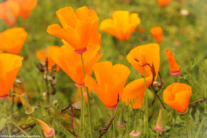 California poppies-6199