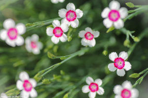 Dianthus deltoides-5698