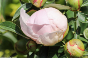 Double pink peony unfurling-5709