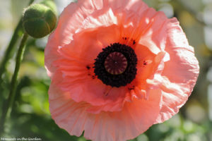 Front view of oriental poppy-5844