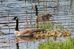 Geese and goslings-5362