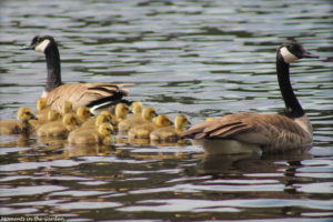 Geese and goslings2-5367