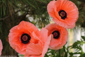 Group of o. poppies-5904