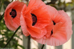 Group of poppies good-5912