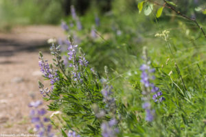 Lupins edging the trail-5803