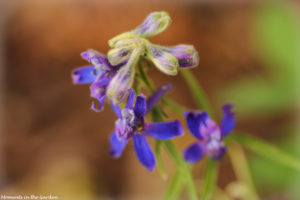 Menzies Larkspur (dephinium family)-5295