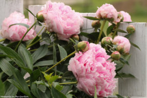 More double pink peonies-6459