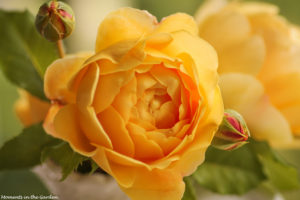 My apricot rose-6429