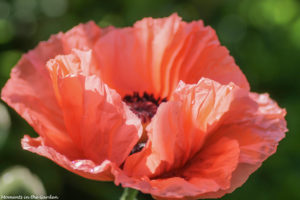 Oriental poppy-5706