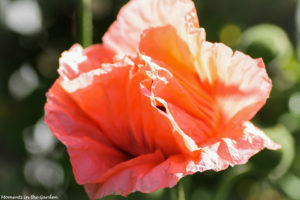 Oriental poppy closed petals-5855