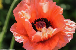 Oriental poppy open faced-5708