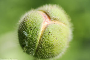 Oriental poppy ready to burst-5684