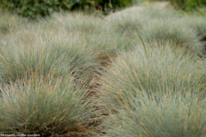 Ornamental grasses-5958