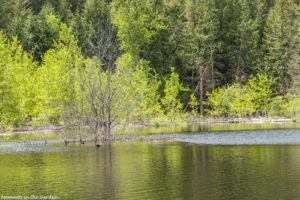 Out on the kayak, beautiful greens-5380