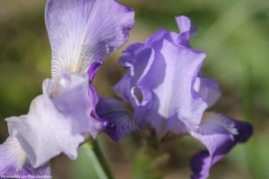 Pale blue bearded iris 2-5805