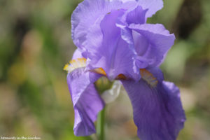 Pale blue bearded iris-5742