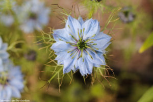 Pale blue nigella-6362