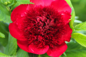 Peony up close very good-5683