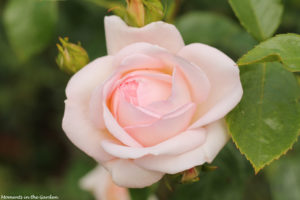 Perfect delicate pink rose-6145