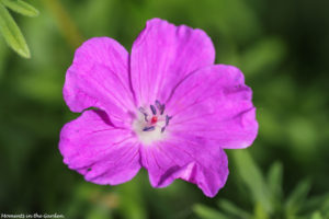 Pink hardy geranium-5689