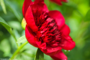 Red peony side profile good-5682