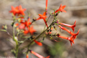 Red tubular flowers-5788