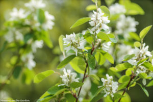 Saskatoon berry-5394