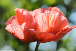 Side profile oriental poppy good-5716