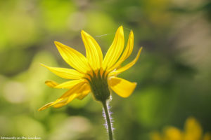 Single wildflower yellow-5425