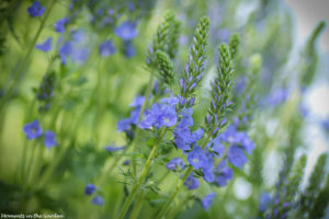 Spires of blue flowers on the veronica-5666