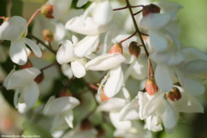 White pea like flowers, bush-5806