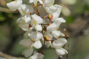 White sweet pea like flowers-5808