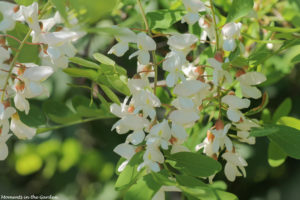 White sweet pea like flowers good-5814