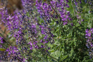 Wild lupins good-5756