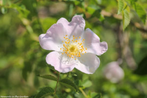 Wild pale pink rose good-5772