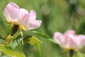 Wild pale pink roses-5771