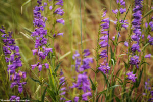 Wild penstemon-5942