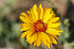 Wild sunflower-5797