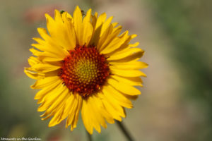 Wild sunflower2-5801