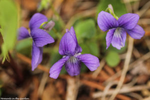 Wild violets-5377