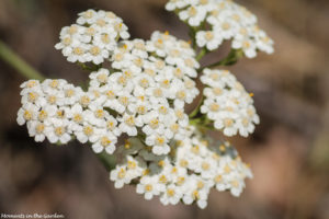 Wild yarrow-5768