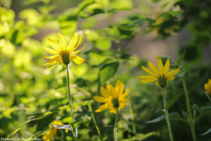 Wildflowers basking in sunlight-5422