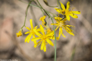 Yellow flower like coreopsis-5779