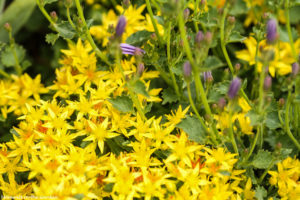 Yellow sedum and campanula-5530