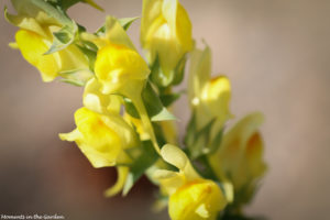 Yellow snapdragon wildflower-5763