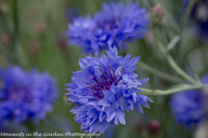 Blue cornflowers-8405